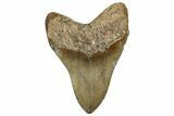 Fossil Megalodon Tooth - North Carolina #328423-2